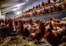 La France enregistre un premier cas de grippe aviaire dans un élevage de poulets dans l’Ouest