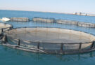 Aquaculture : Le Maroc compte 244 projets actifs pour une capacité de production de près de 90.000 T par an