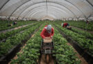 De nouvelles mesures pour accompagner les travailleuses agricoles marocaines en Espagne
