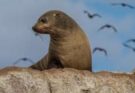 L’ Australie enregistre son premier cas de grippe aviaire chez un mammifère